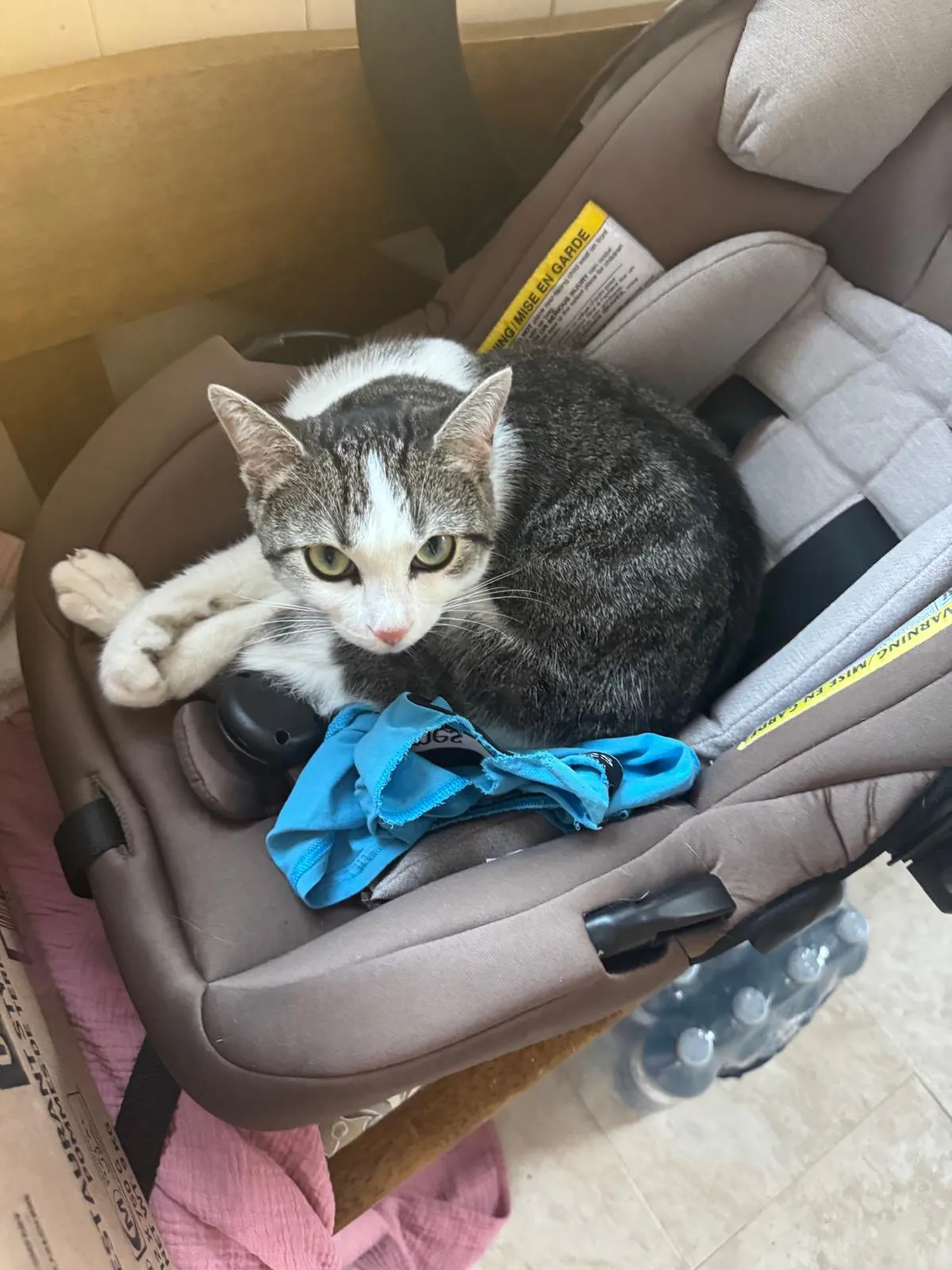 Lost cat