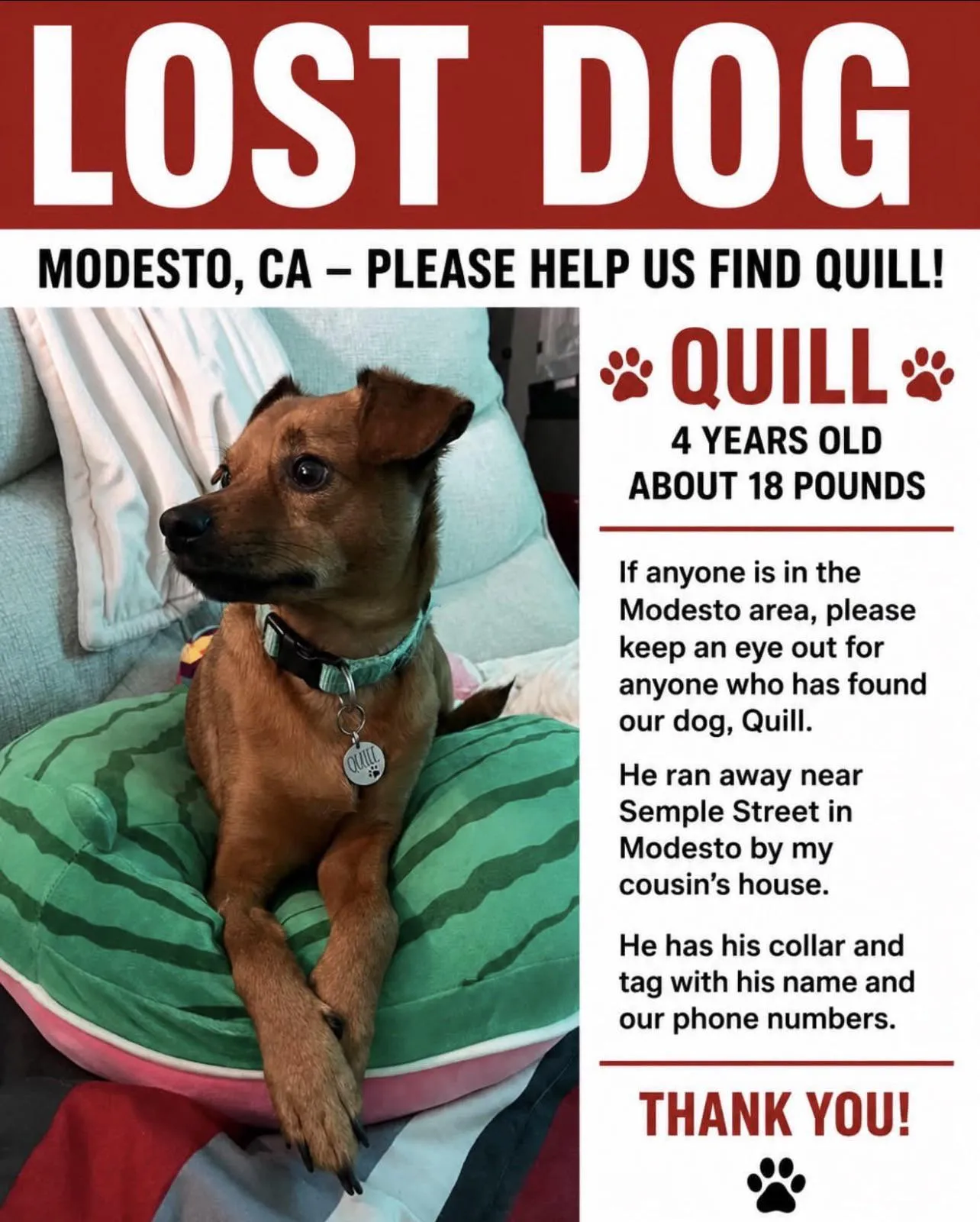 Lost dog