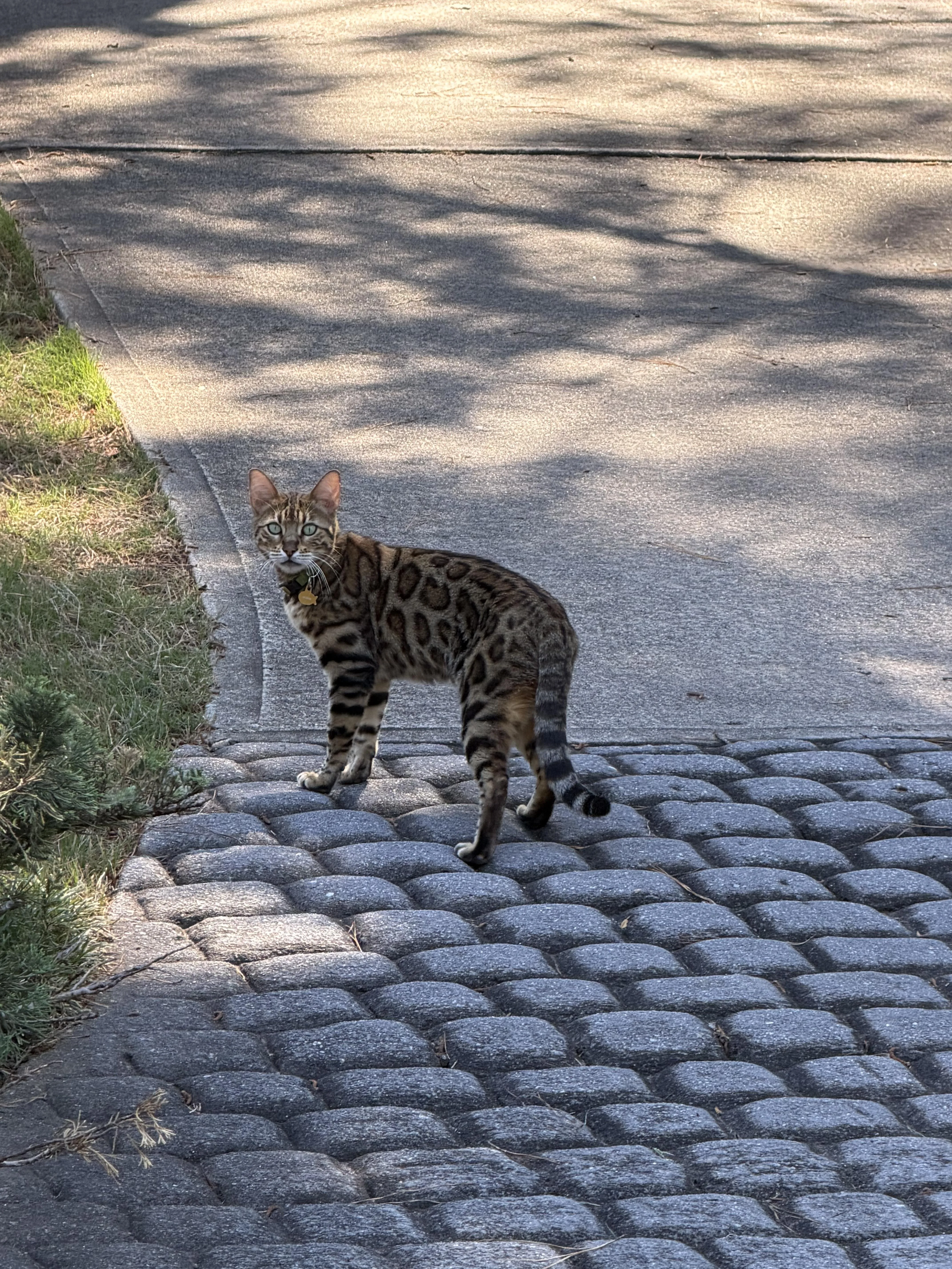 Found cat