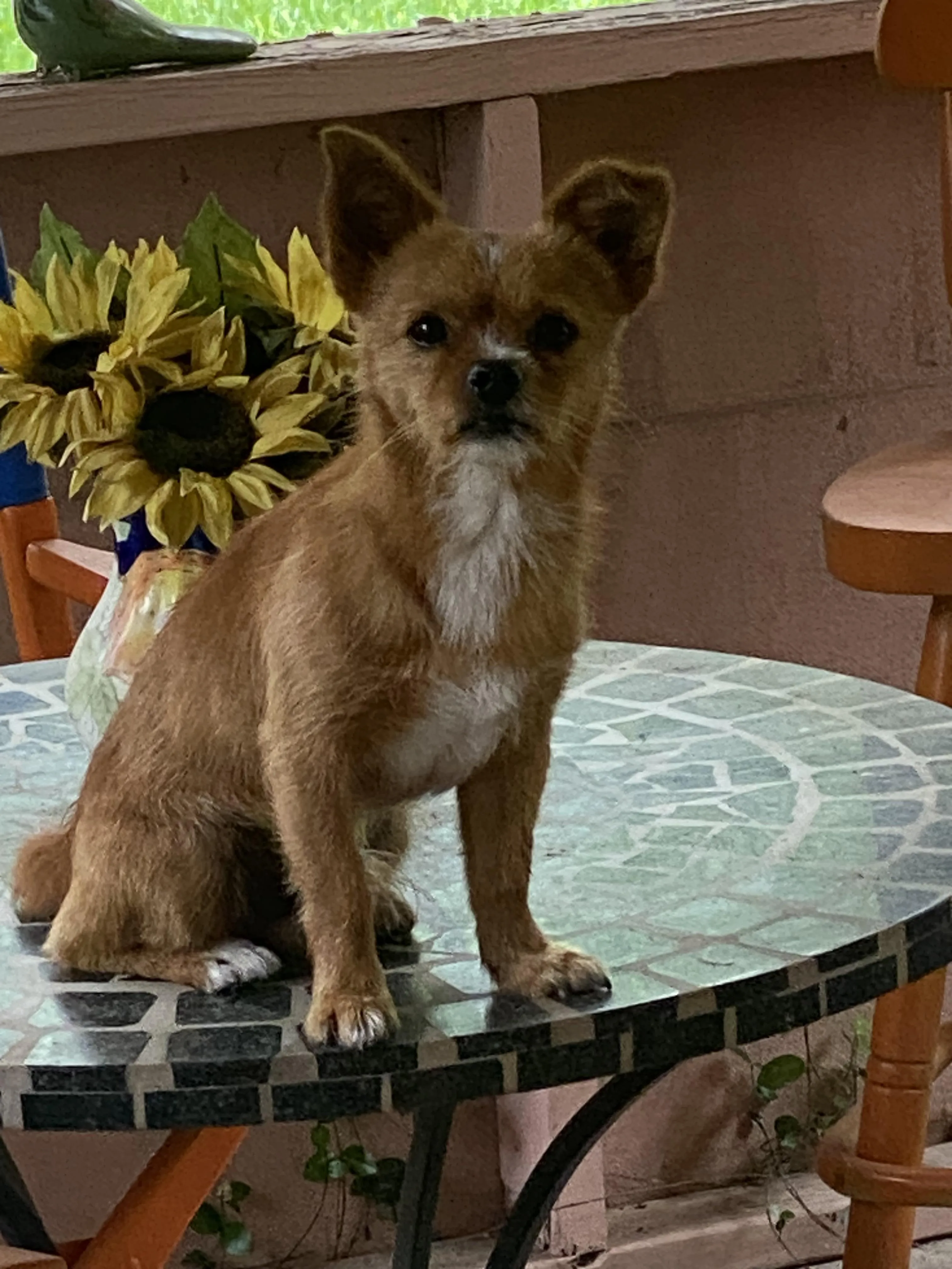 Found dog