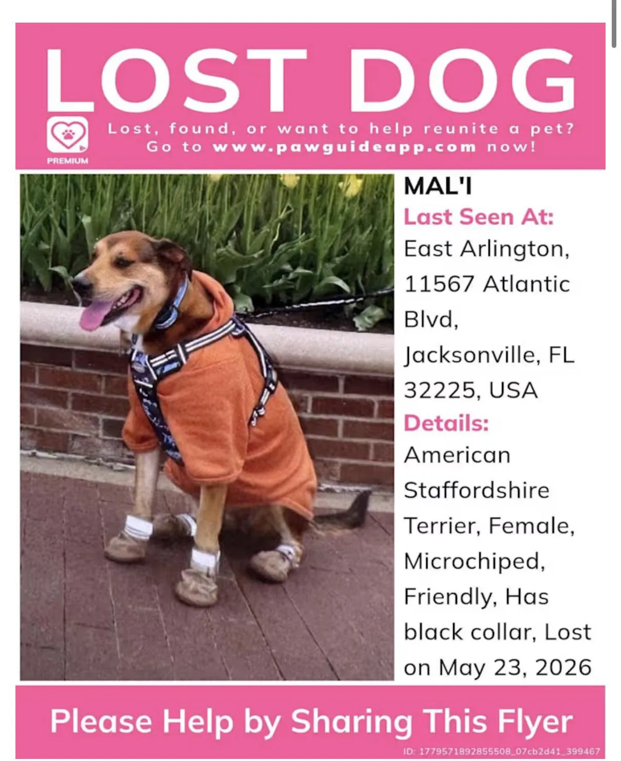 Lost dog