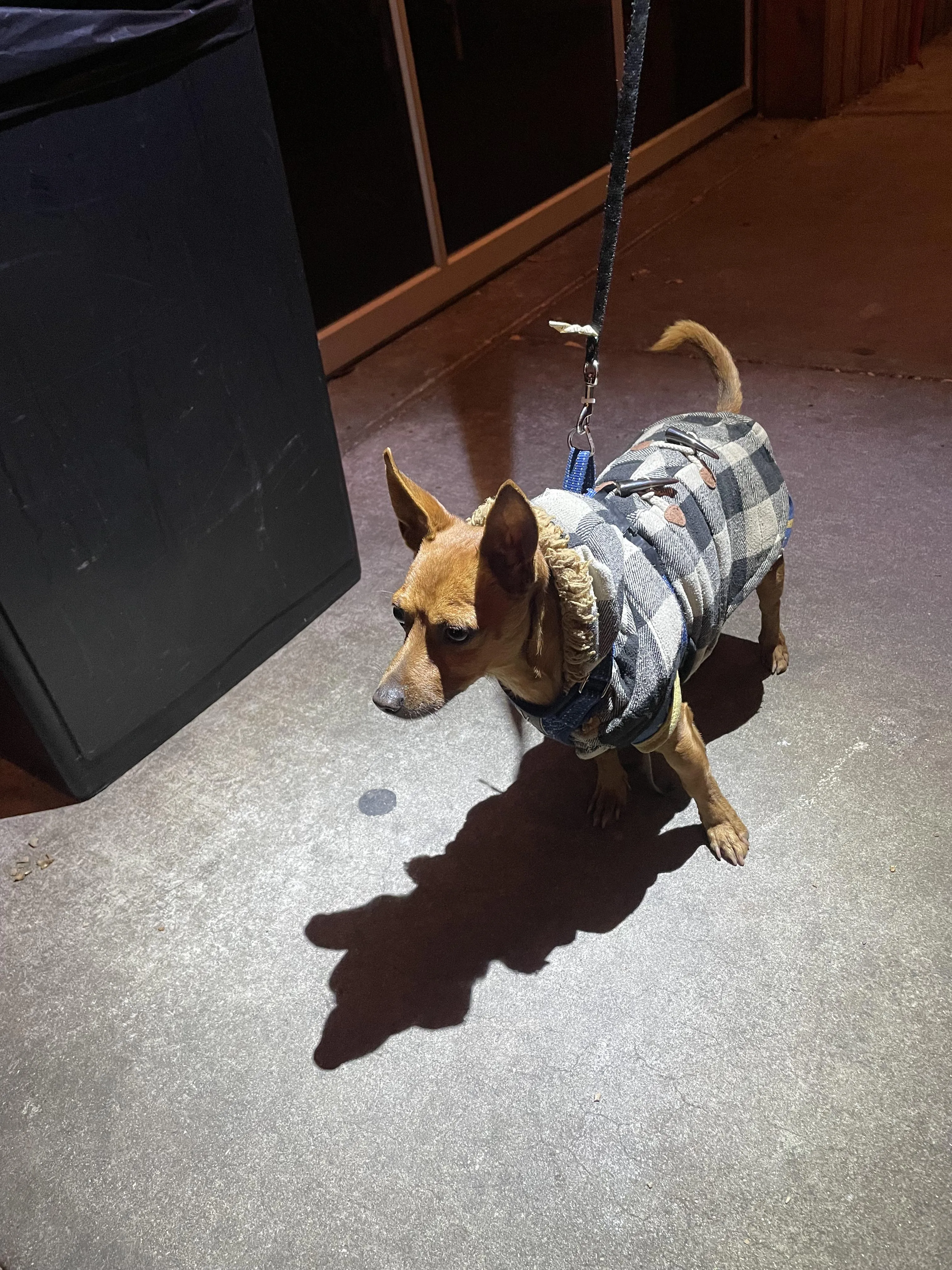 Found dog