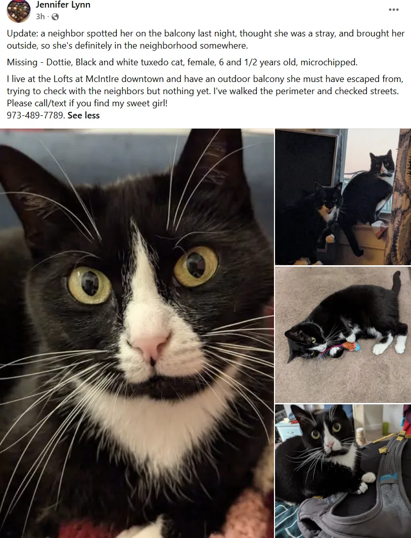 Lost cat