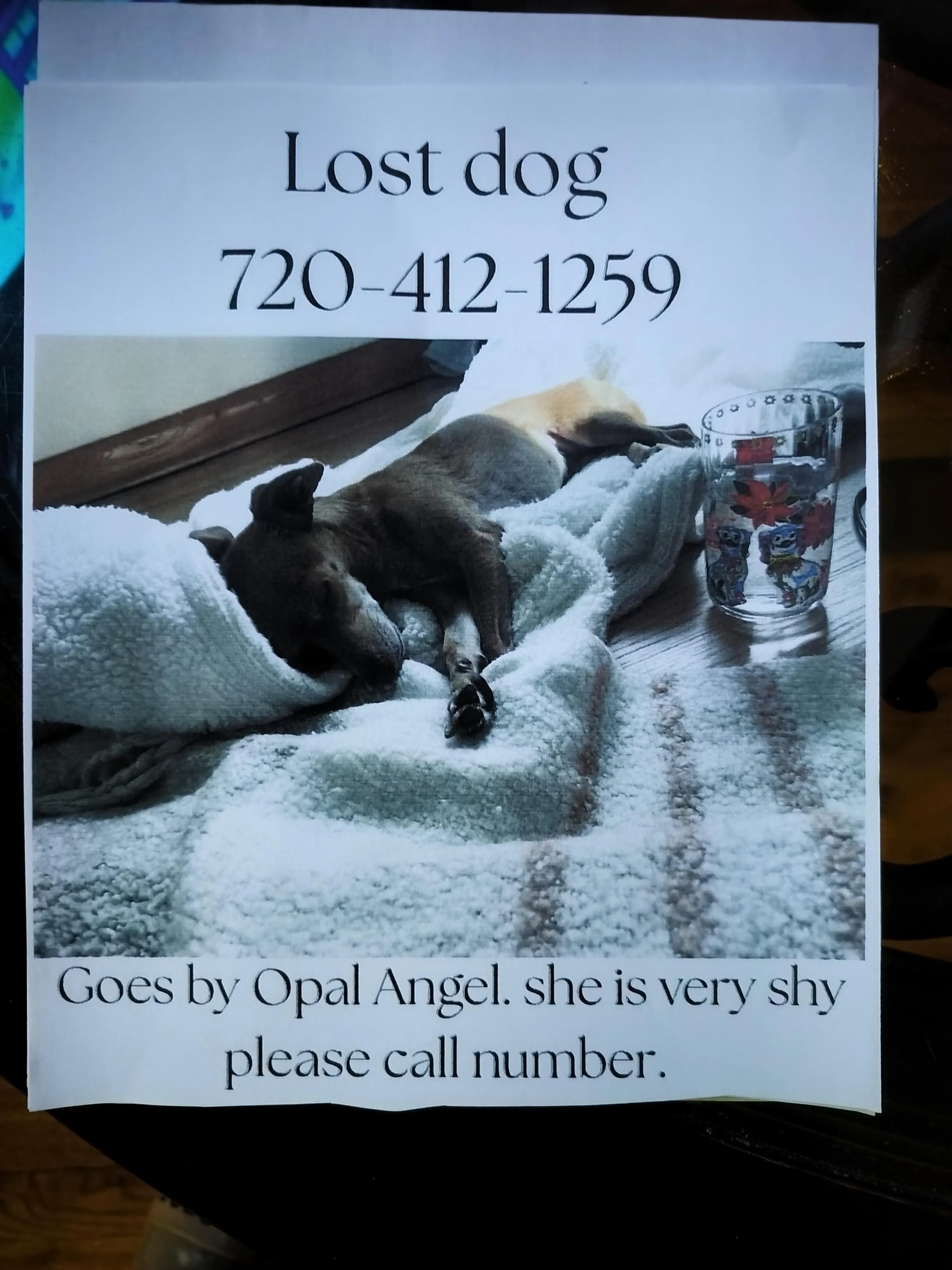 Lost dog