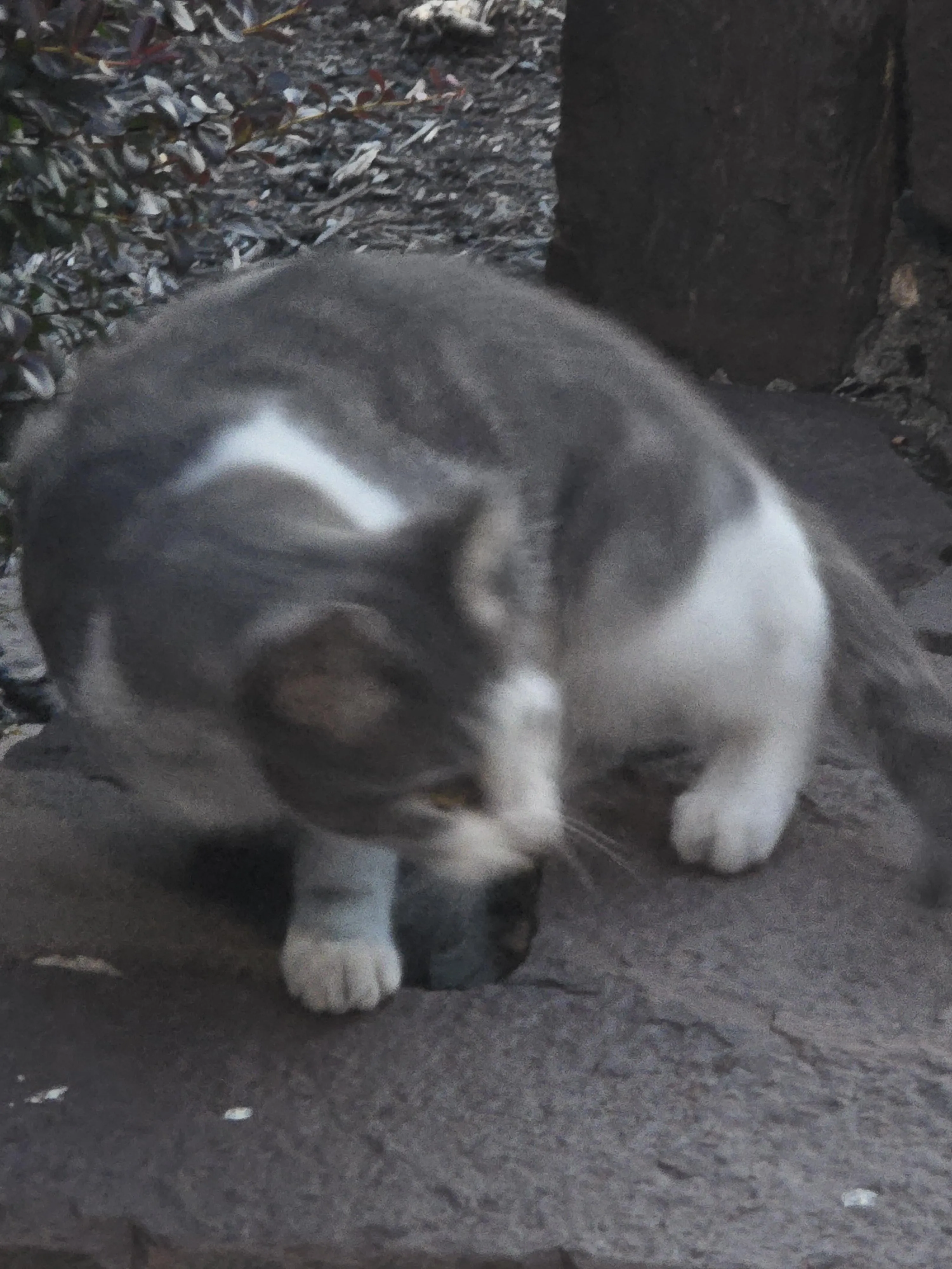 Found cat