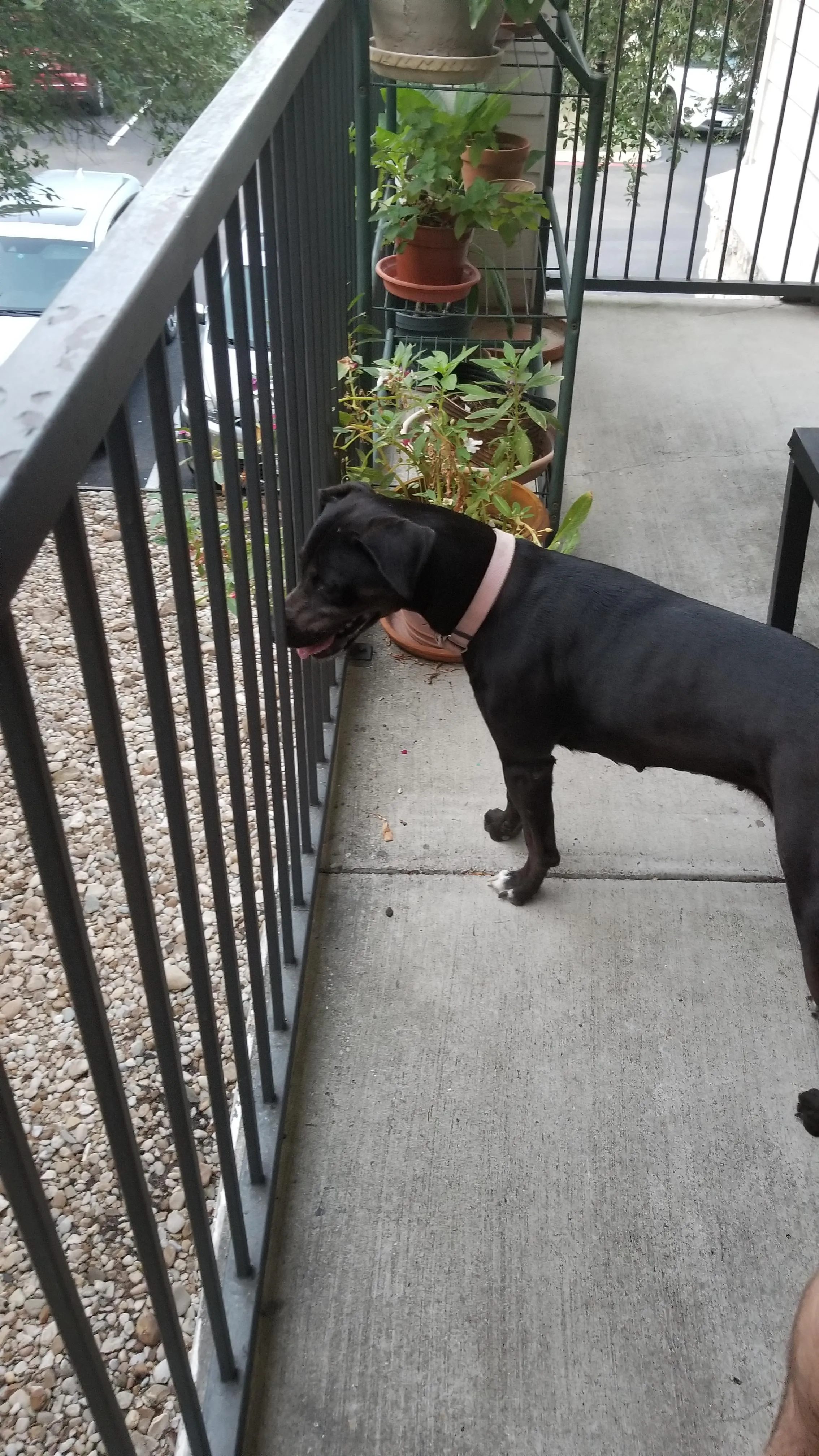 Found dog