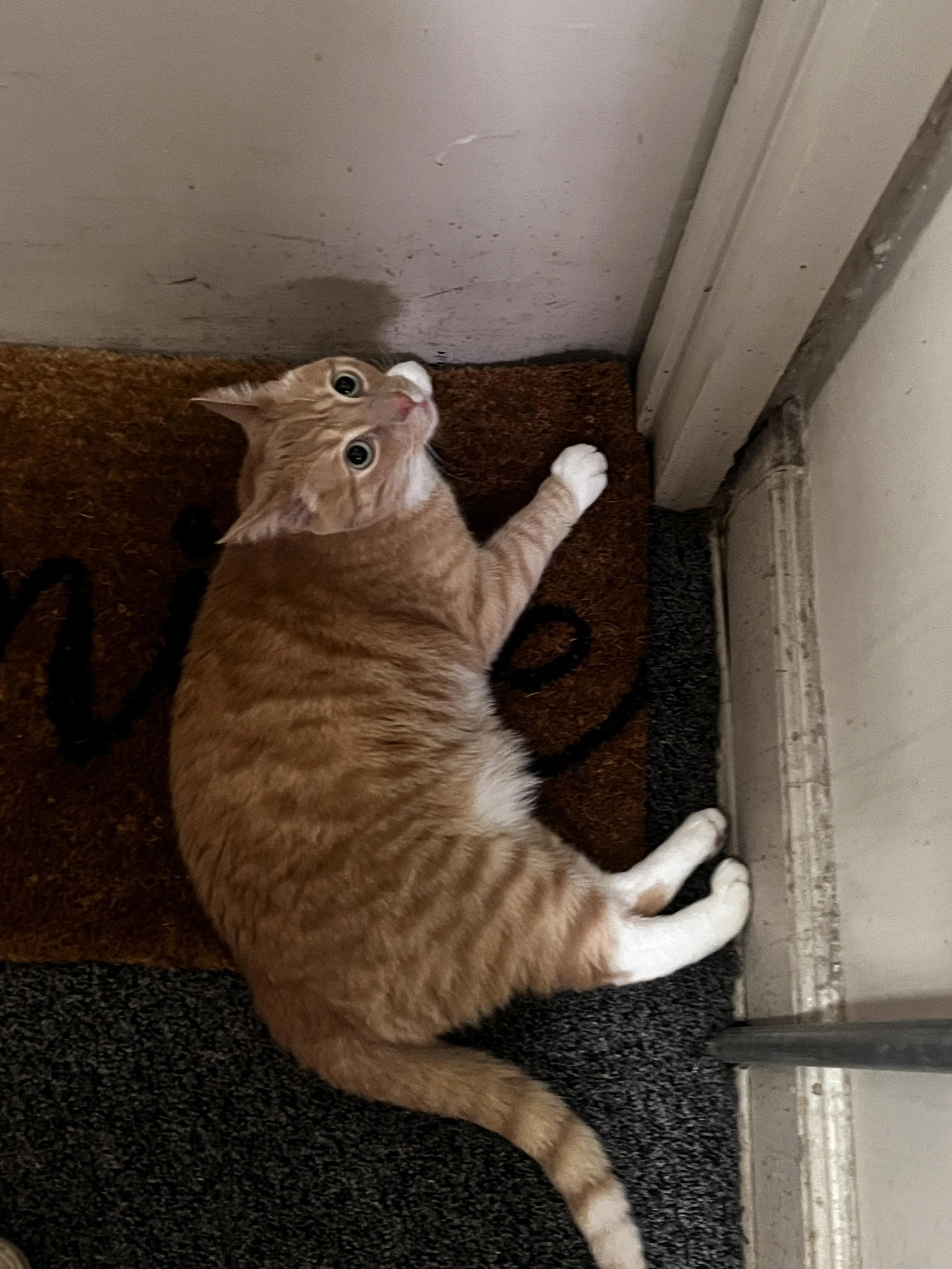 Found cat