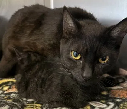 Found cat