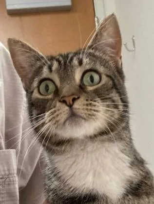 Found cat