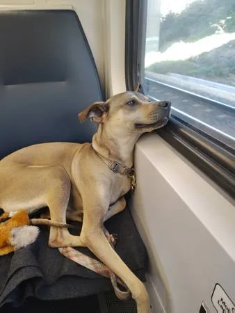 Lost dog