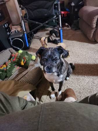 Lost dog