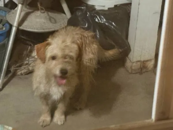 Found dog