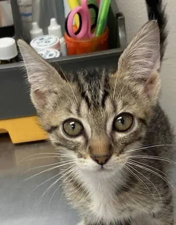 Found cat