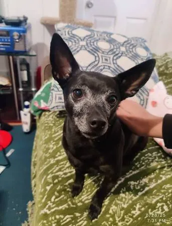 Lost dog