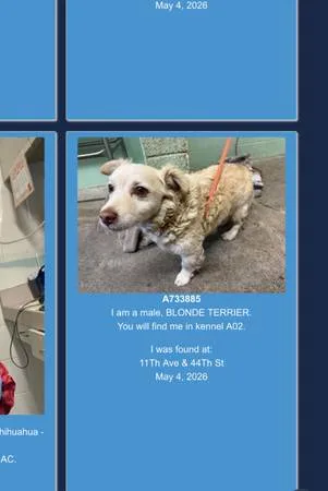 Found dog