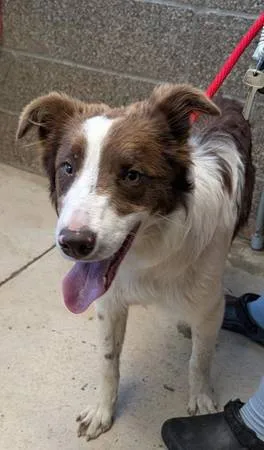 Found dog