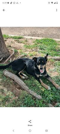 Found dog