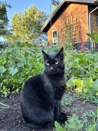 Lost cat