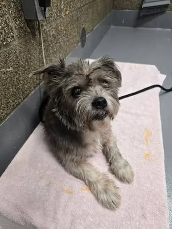 Found dog