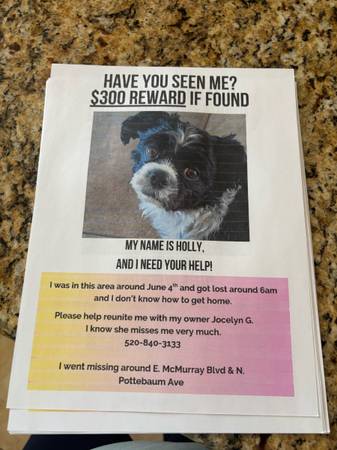 Lost dog