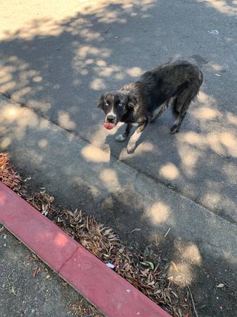 Found dog