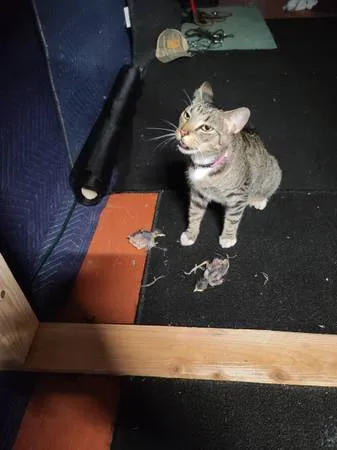 Lost cat