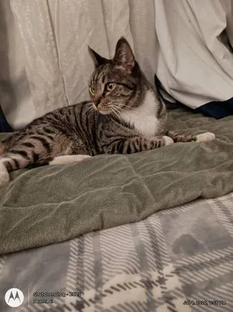 Found cat