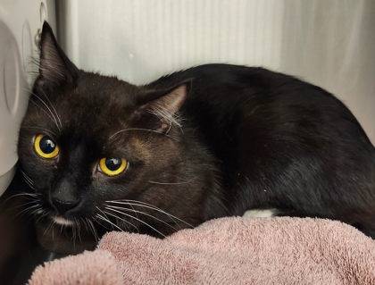 Found cat