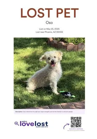 Lost dog