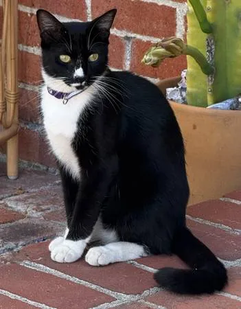 Lost cat