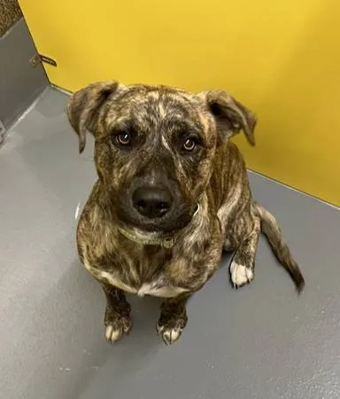 Found dog