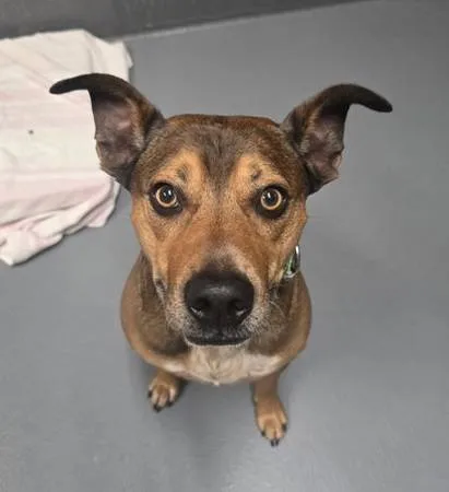 Found dog