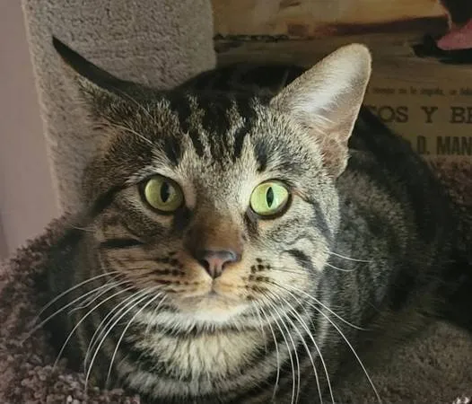 Lost cat