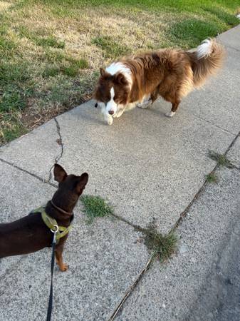 Found dog