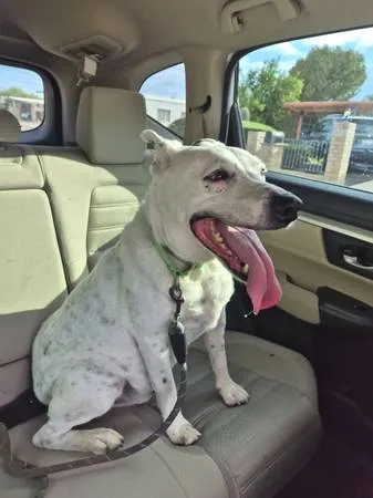 Found dog