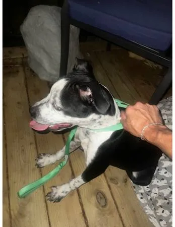 Found dog