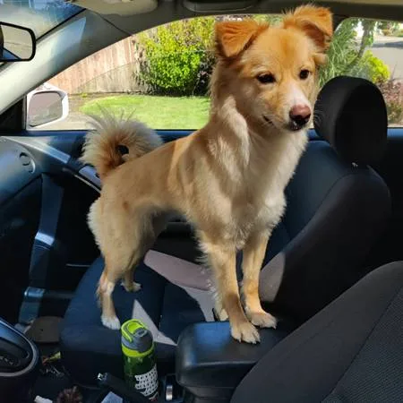 Found dog
