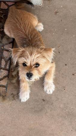 Lost dog