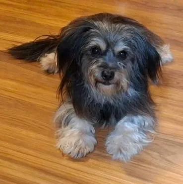 Found dog