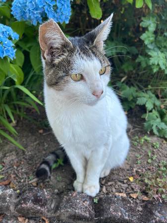 Found cat