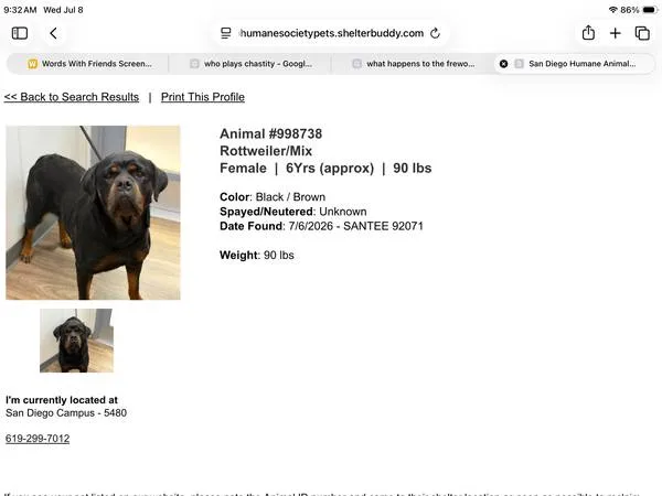 Found dog