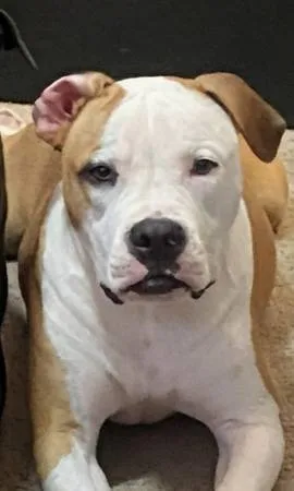Lost dog