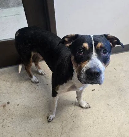 Found dog