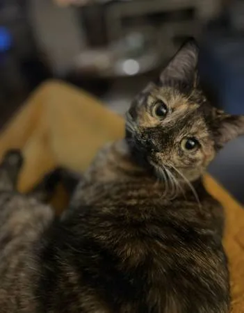Lost cat