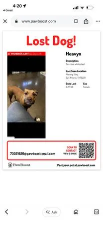 Lost dog