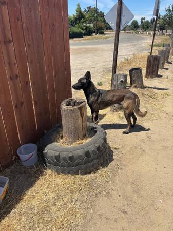 Found dog