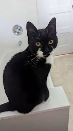 Lost cat