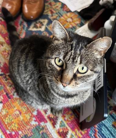 Lost cat