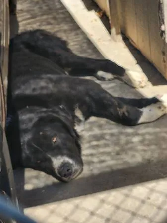 Found dog