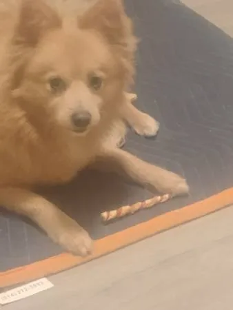 Lost dog